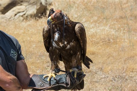 physical sign of eagle hunting|hunting with a golden eagle.